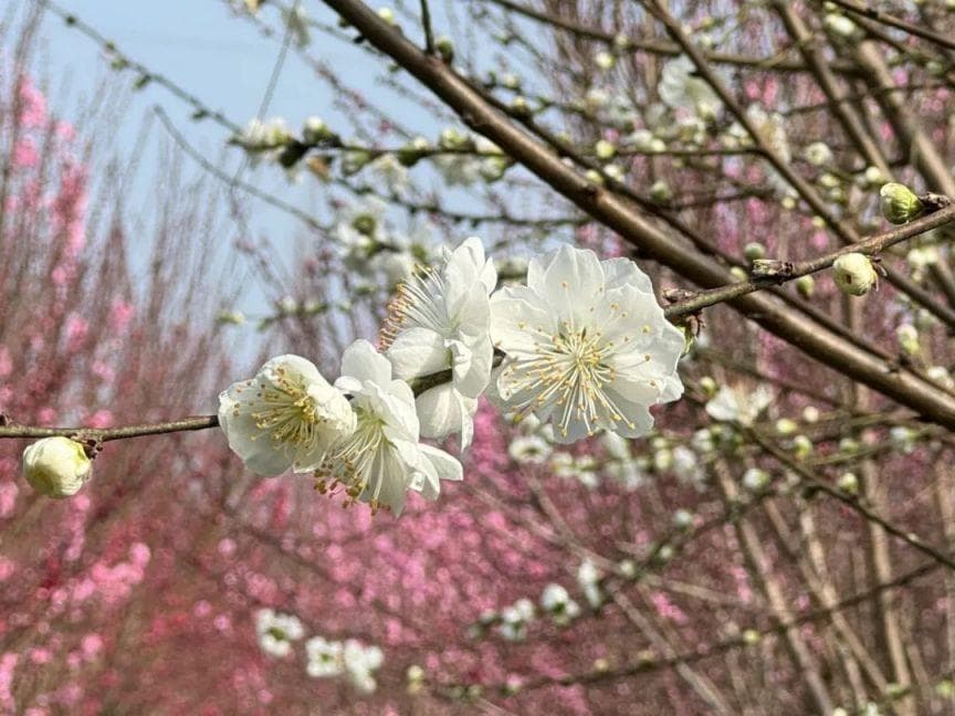 上海桃花观赏地点有哪些(观赏期+交通）