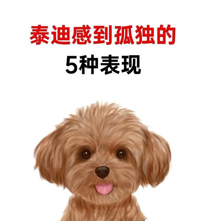 揭秘狗狗年龄的四种判断方法