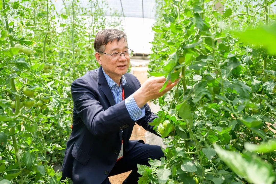 华农这款科技番茄，“卖”出5000万元