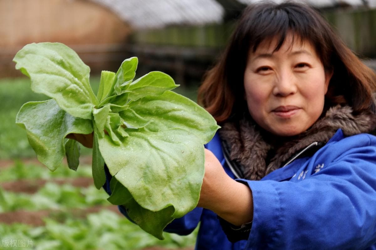冰草什么时候种植比较好