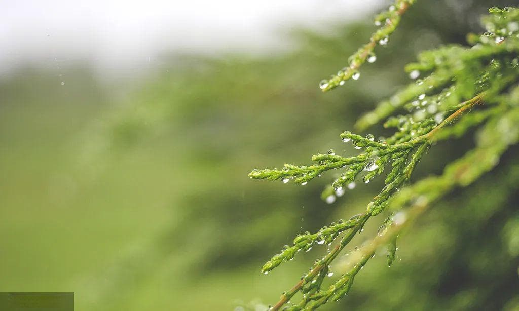 春夏交时雨生百谷，“谷雨”对农业生产到底有何意义？