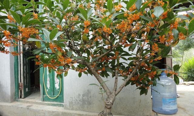 桂花的生长环境是什么？哪些地方条件最适合桂花生长？