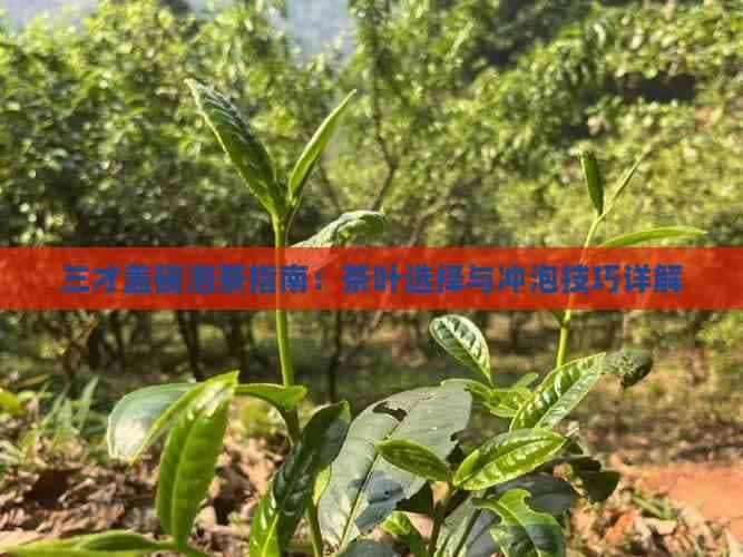 三才盖碗泡茶指南：茶叶选择与冲泡技巧详解
