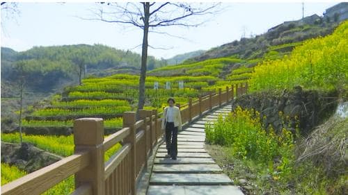 上垟：龙脊梯田油菜花竞相开放