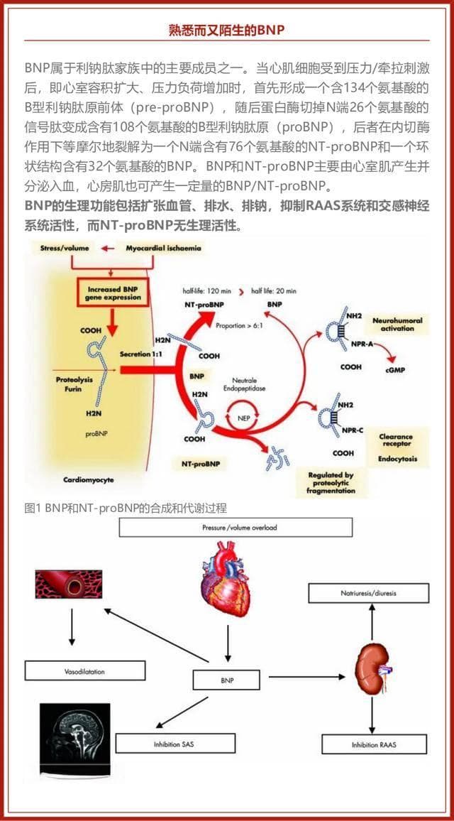 BNP高就是心衰？这些“陷阱”需注意！