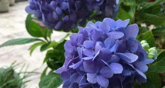 绣球花的生长环境与地方条件（探寻绣球花在不同生态环境中的适应性）