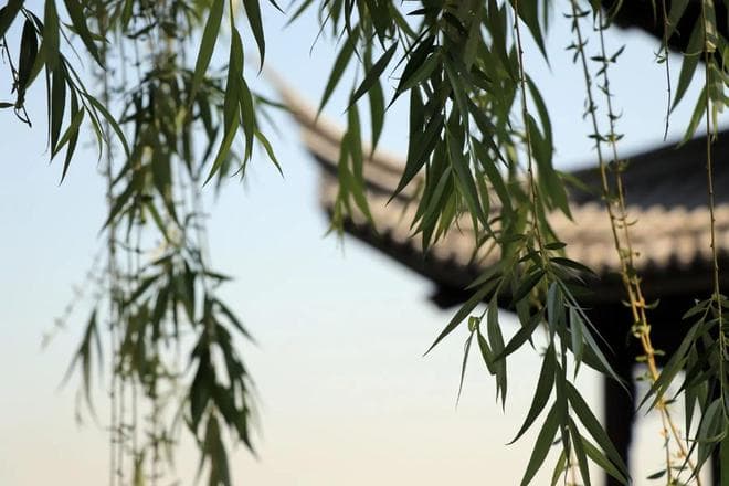 古诗词里的“杨柳”，指的是杨树还是柳树？搞不清楚容易闹笑话的