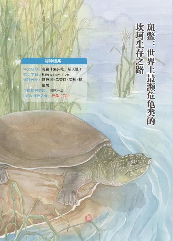 长江里的"水精灵"•3 | 斑鳖：世界上最濒危龟类的坎坷生存之路