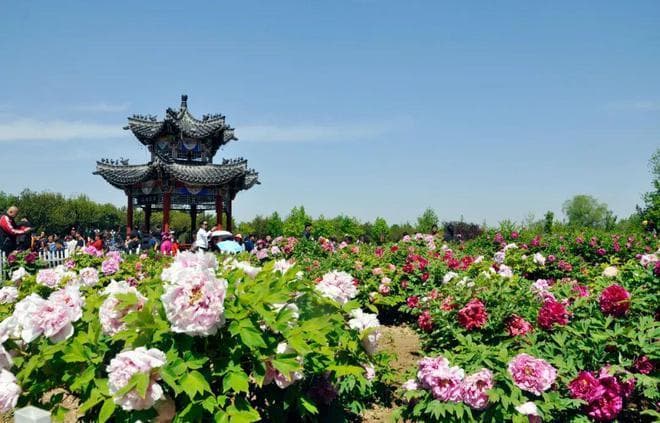 2024菏泽牡丹节会开幕！曹州牡丹园游览须知、购票方式，最新公布！