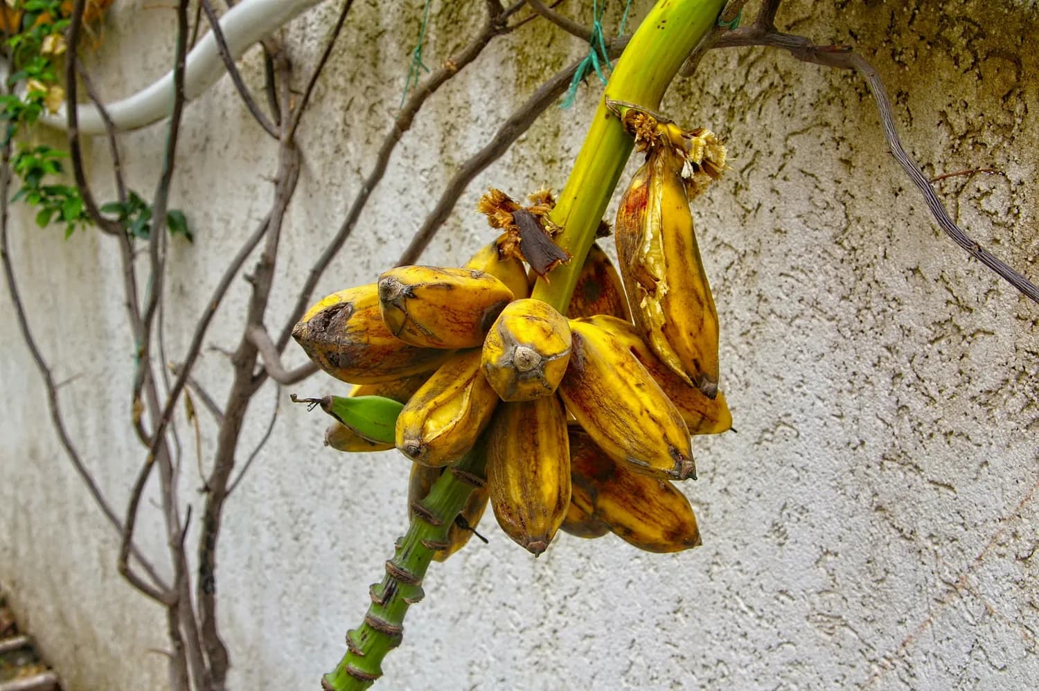 腊肠树果实真能治便秘？医生紧急提醒！