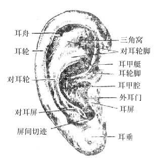 人体解剖学/外耳