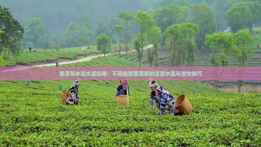 普洱茶冲泡水温指南：不同类型普洱茶的适宜水温与泡饮技巧