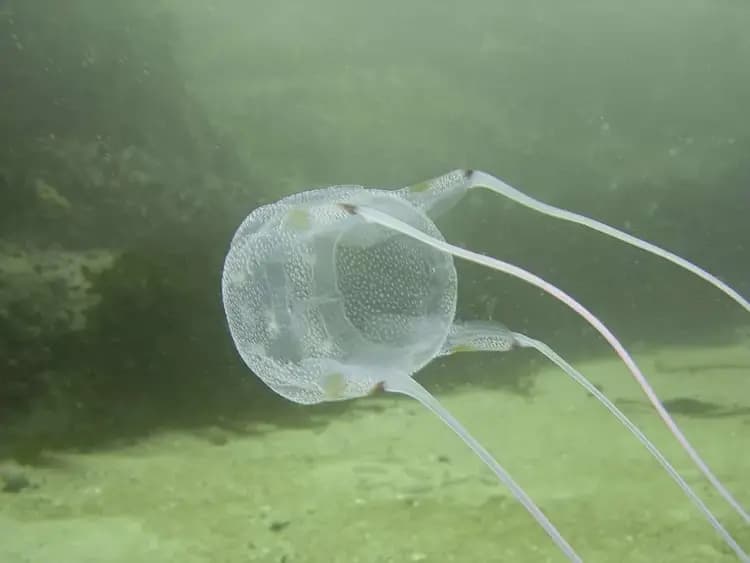 14种最危险的海洋动物，你永远不想遇到它们！