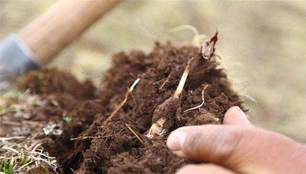 冬虫夏草的生长过程分为5个阶段