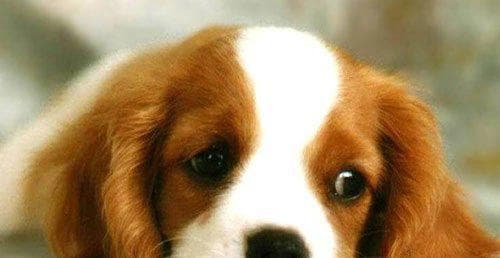 幼犬消化特点及护理要点（宠物幼犬的健康之道——从饮食入手）