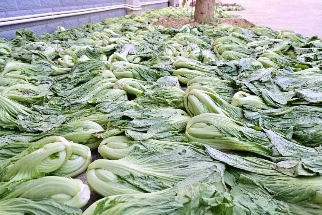 守“味”乡情！探寻兴宁市县级非物质文化遗产代表性项目温泉漉菜技艺