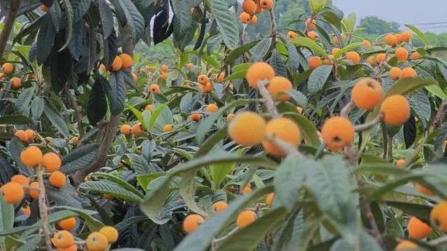 枇杷常温保存还是冷藏：常温还是冷藏，你真的会选吗？