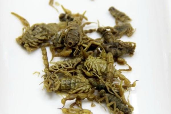小孩子能吃蝎子吗？食用蝎子的利弊与注意事项