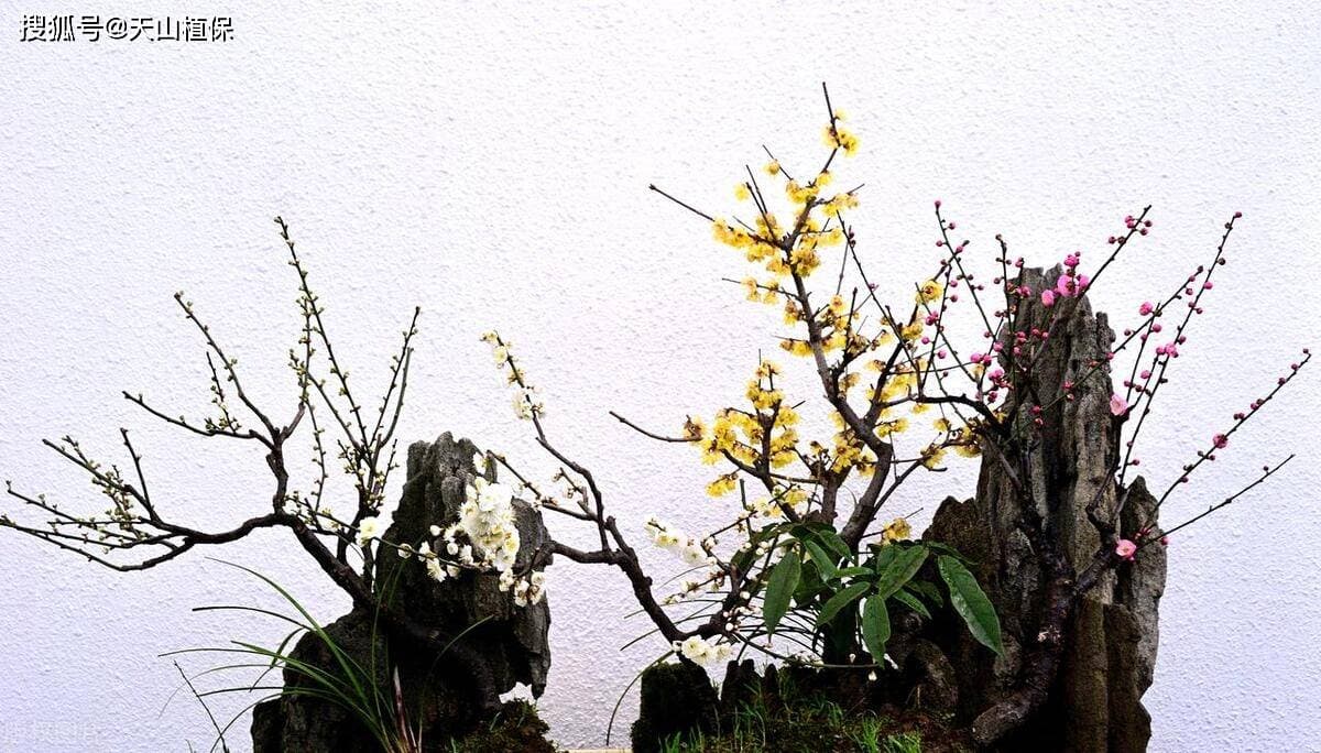 梅花花期探秘：从几月到几月