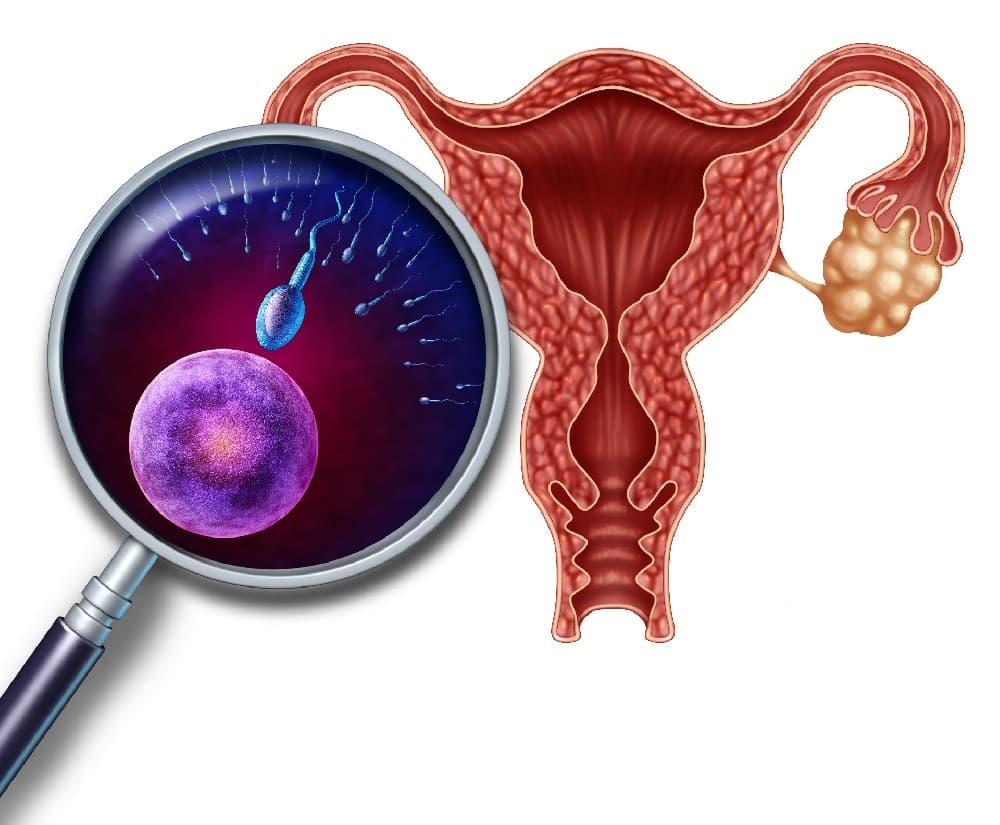 女性的生育窗口：卵子数量与最佳生育年龄