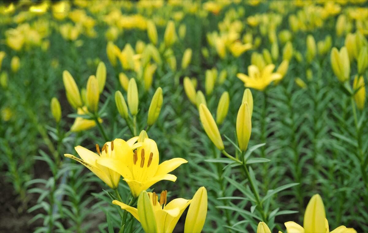 百合种植方法全过程