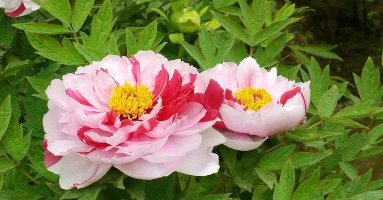 牡丹代表什么人？花中的傲骨——牡丹的象征意义