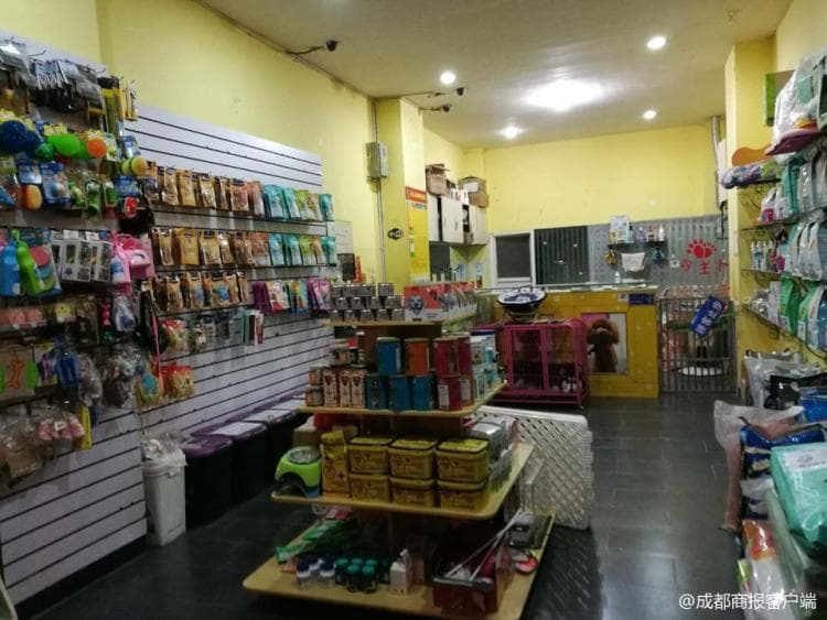 宠物美容师被狗咬伤眼睛血流不止:有心理阴影已离职
