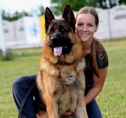 大型犬品种大全——选择适合家养的大型犬