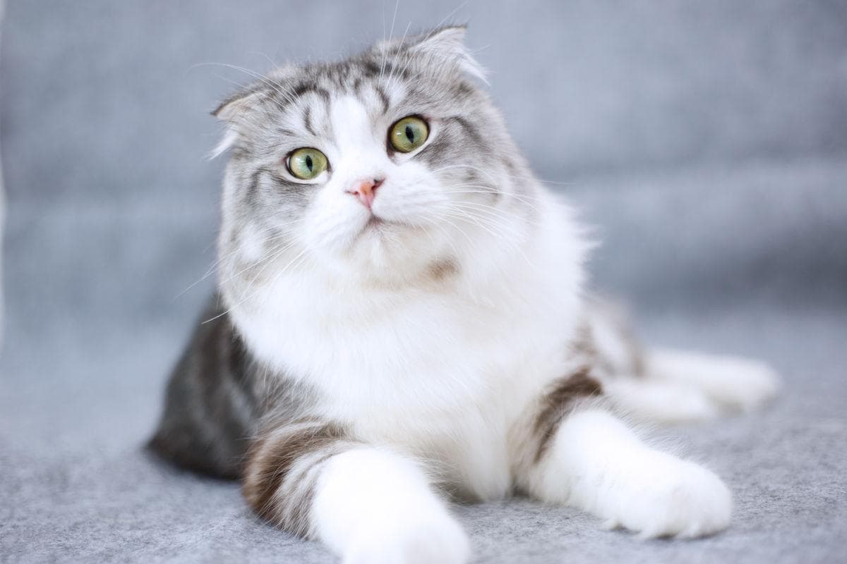 猫狂犬病：症状、诊断与预防指南