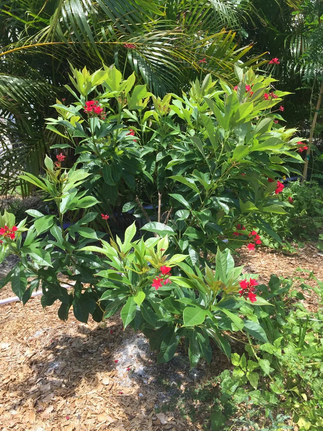 杨梅树栽植密度技巧，你get了吗？