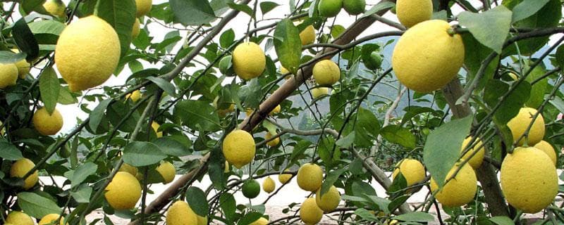 柠檬怎么种？种植时间一般在几月？怎么施肥浇水？怎么除草修剪？