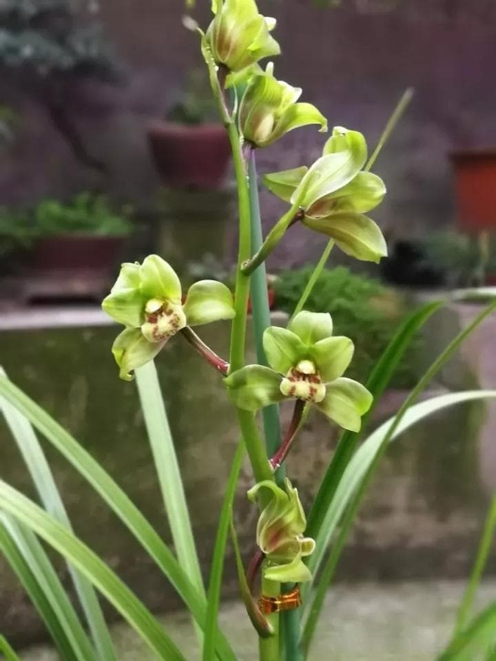 兰花春化的时间和方法