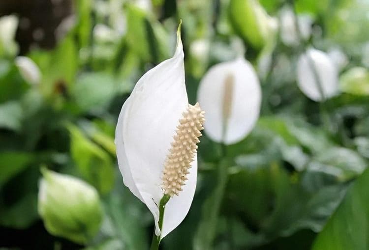 白掌花：室内绿植的优雅选择与养护技巧