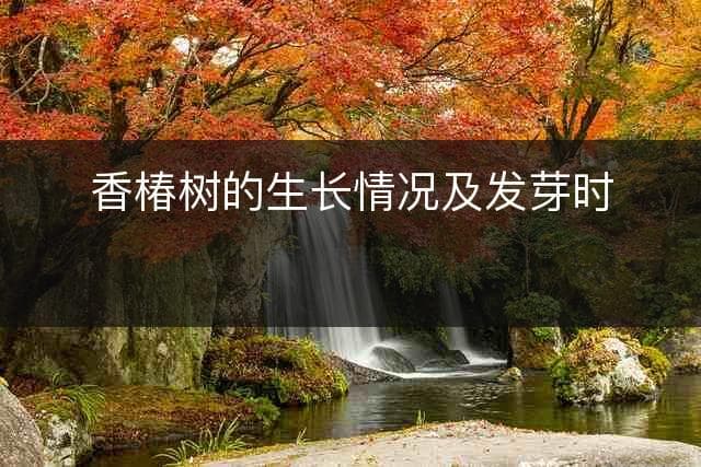 香椿树的生长情况及发芽时间