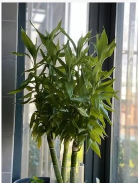 西瓜什么时候成熟最好吃？6-8月是最佳采摘季
