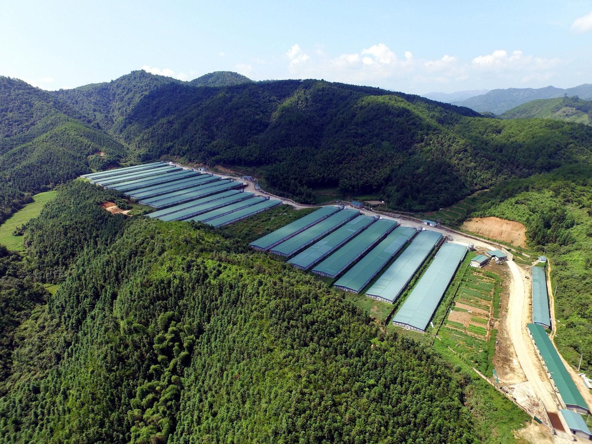 中国经济样本观察·企业样本篇｜闻鸡起舞青山间——圣农集团白羽肉鸡种源攻关记