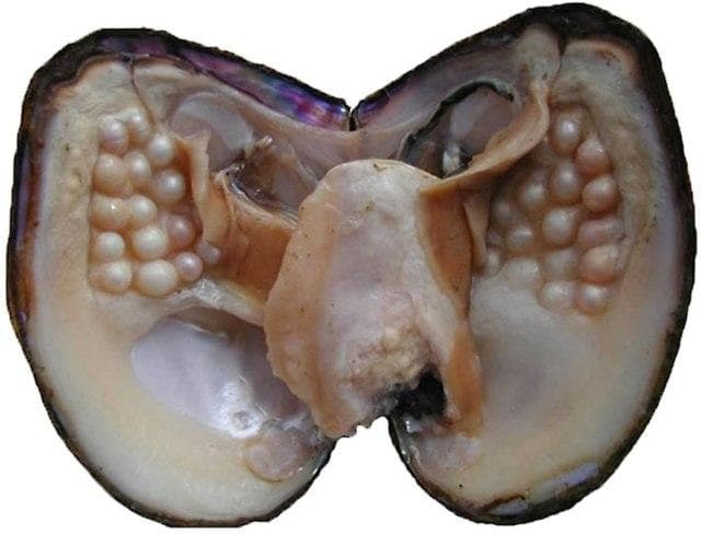 珍珠：海洋宝石的形成、种类与魅力