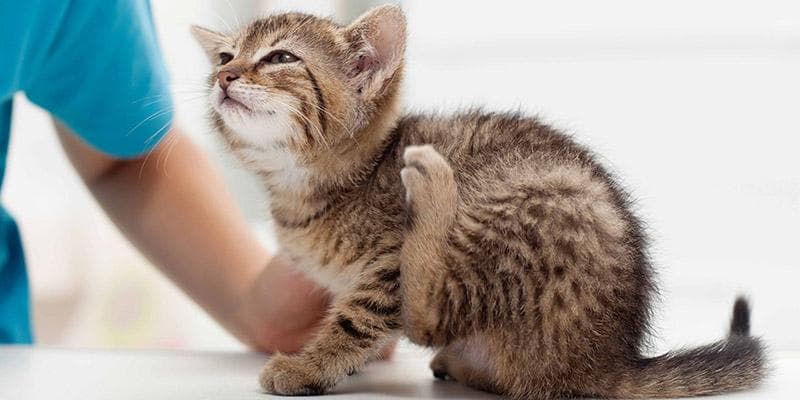 猫疫苗和驱虫能同时吗?