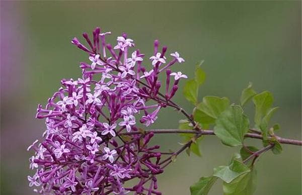 丁香花的外貌及特点（了解丁香花的颜色、形态、气味、开花季节等）