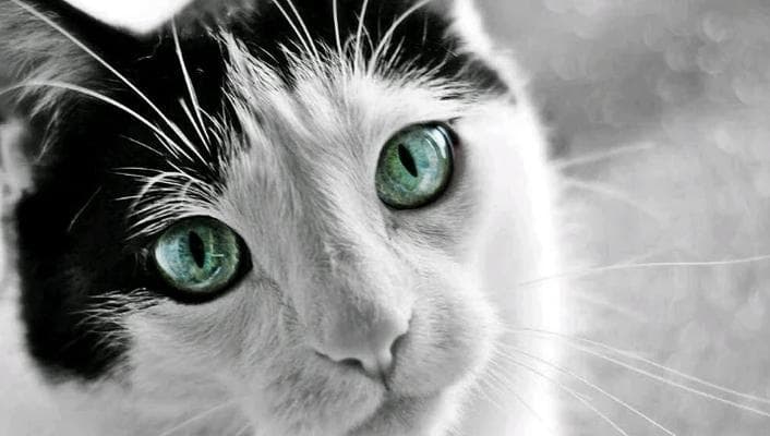 聪明的猫咪——智商超乎想象（揭秘猫咪的聪明本质与智慧行为）