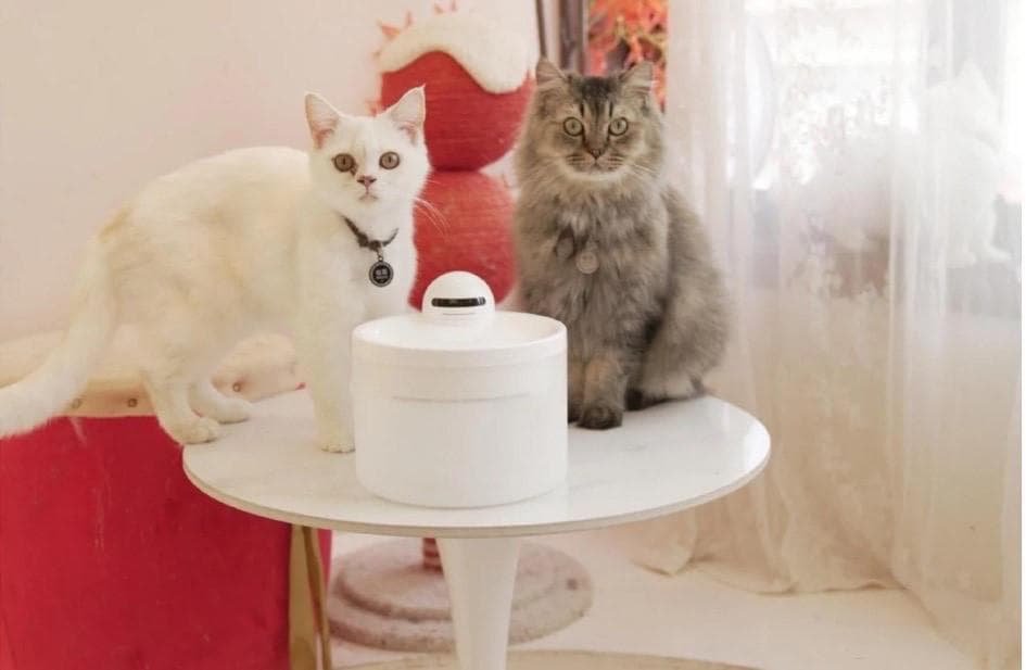 让猫咪爱上喝水：好物清单之饮水