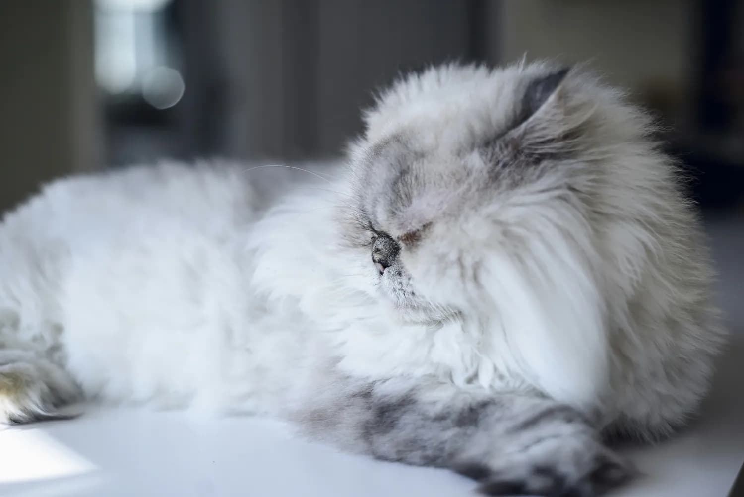 金吉拉猫掉毛攻略：打造舒适家居环境