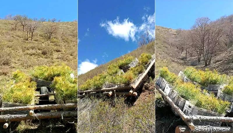 用新质生产力续写塞罕坝“绿色传奇”