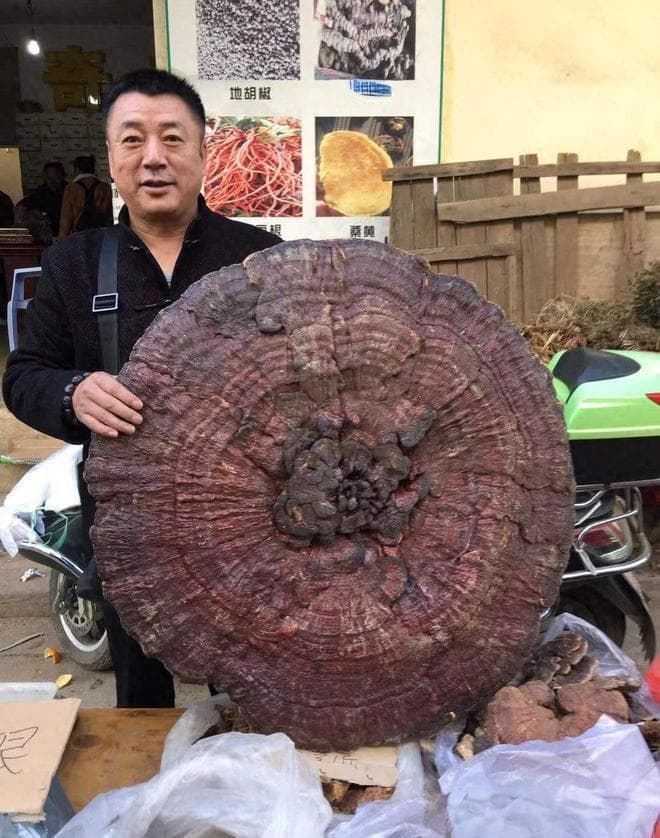 中国十大灵芝产地大盘点：从长白山到武夷山，探寻“仙草”生长的秘密