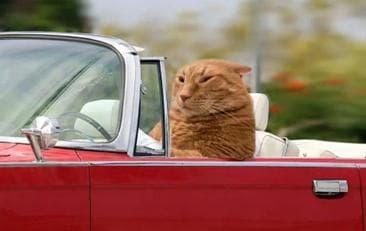 猫走丢了会自己找回家吗？