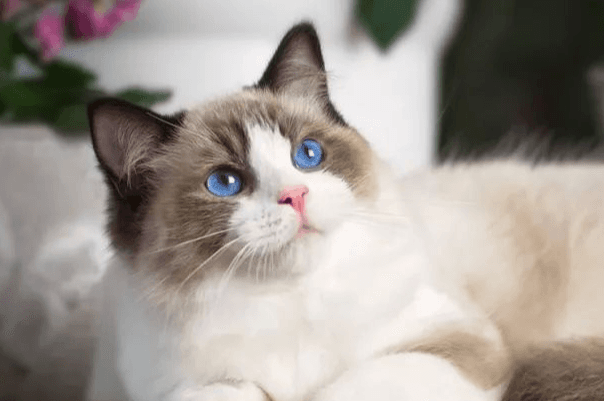 家猫和宠物猫的区别在哪里