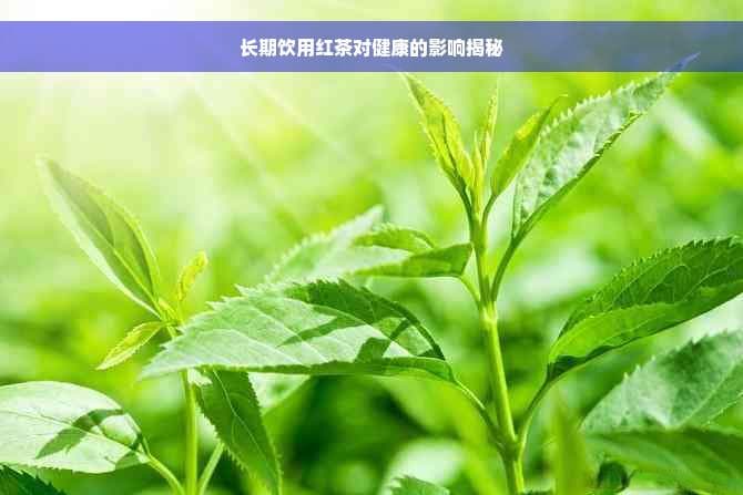 长期饮用红茶对健康的影响揭秘