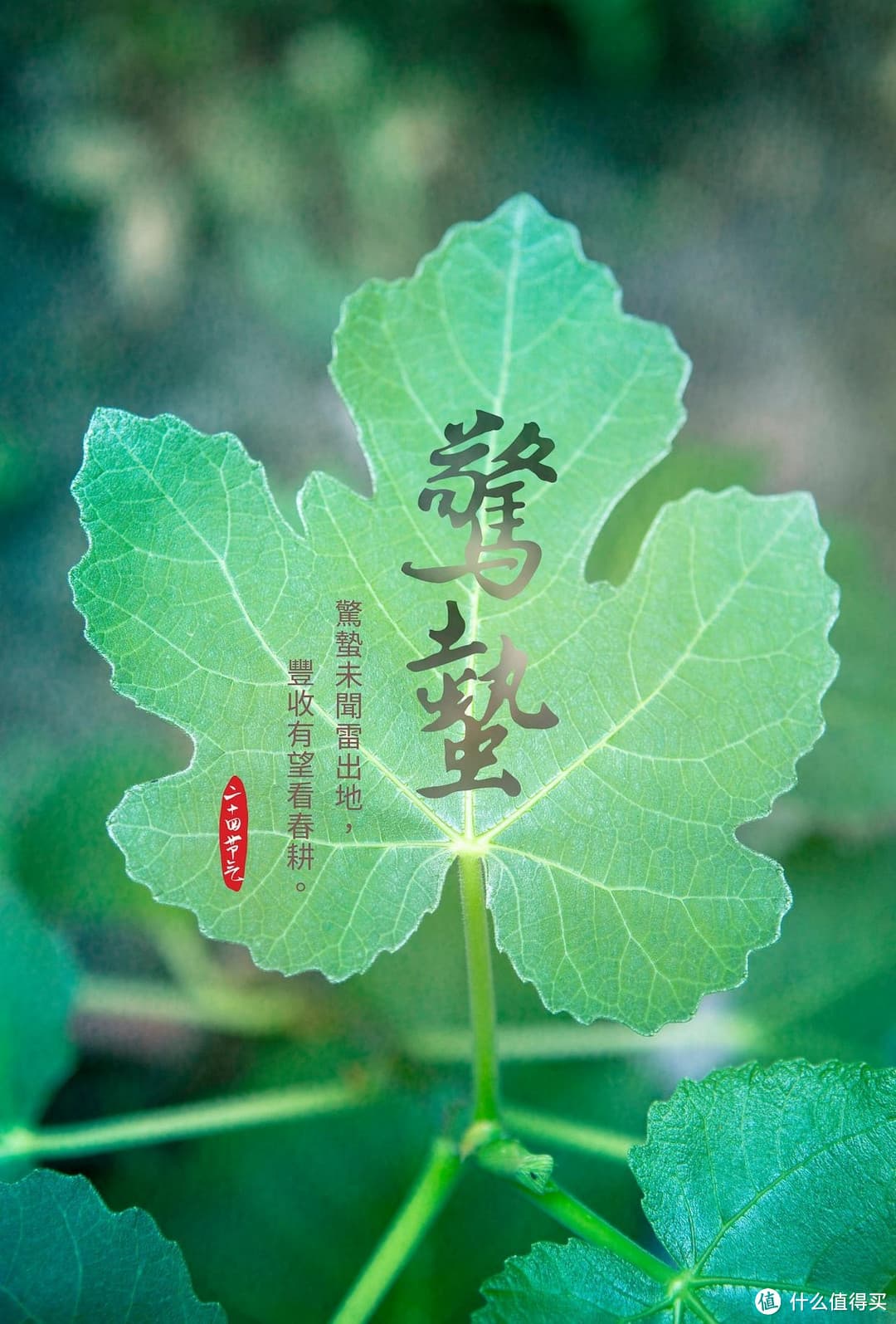 惊蛰三不现，必定是好年？揭秘这句流传千年的农谚