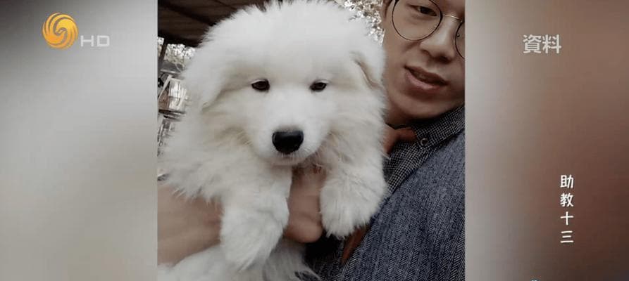 如何帮助训练萨摩耶犬（从基本训练到高级技巧，让你的萨摩耶犬成为听话的好宠物）