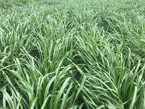 水田种植牧草指南：四种耐涝高产品种推荐